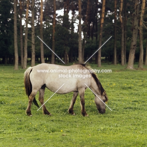 Side view of Dulmen mare grazing