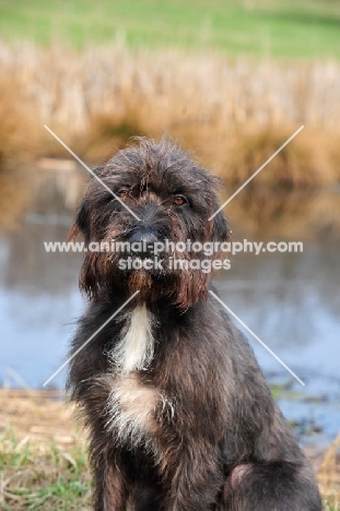 Pudelpointer portrait