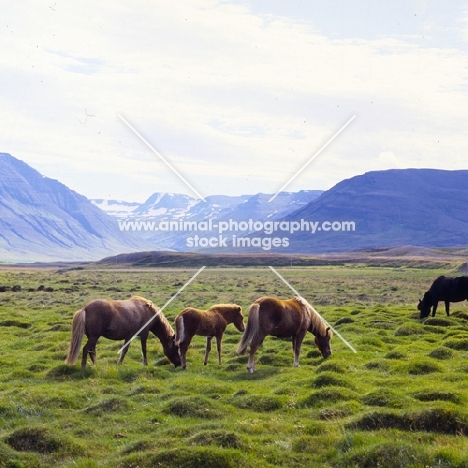 Iceland horses, mares and foals, at Sauderkrokur, grazing on volcanic rock, typical Iceland terrain