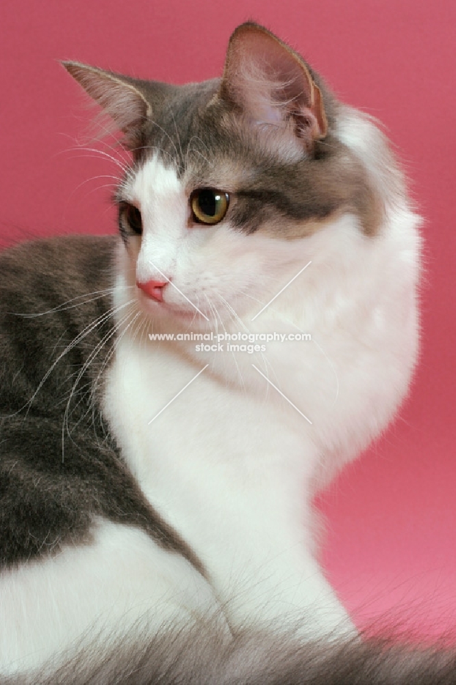 Norwegian Forest  Cat looking aside, blue classic tabby & white colour