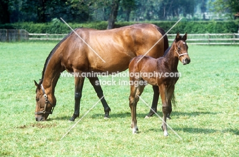 thoroughbred mare and foal in a field at newmarket