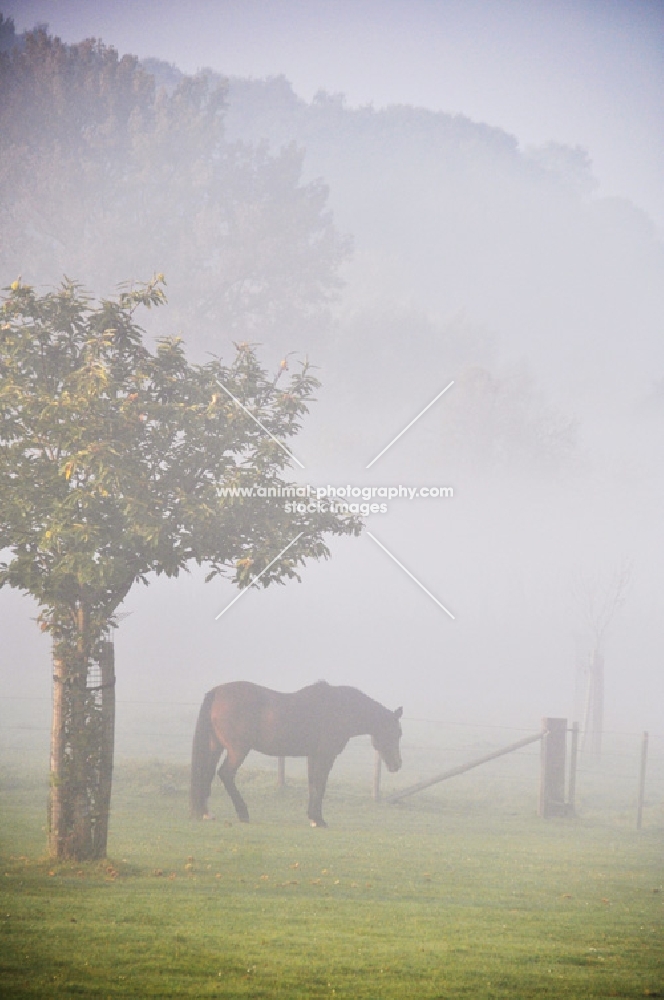 horse in field on a misty morning 