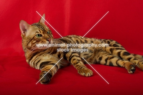 Bengal male cat resting, red background