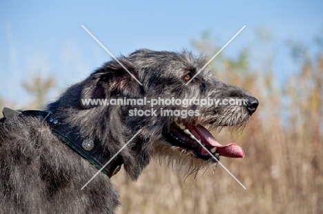 Irish Wolfhound profile