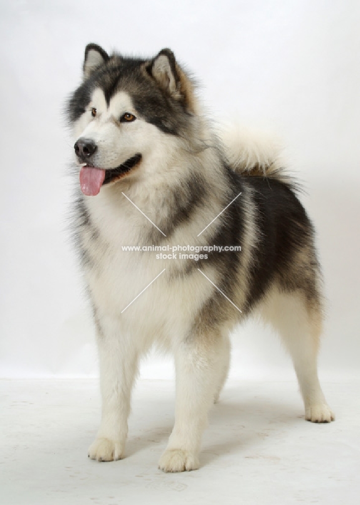 Alaskan Malamute standing on white background