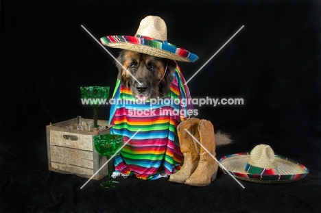 Leonberger dressed up as a Mexican