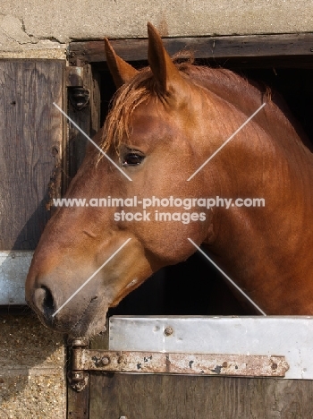 Suffolk Punch in stable