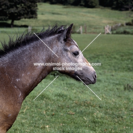 Connemara foal head side view 