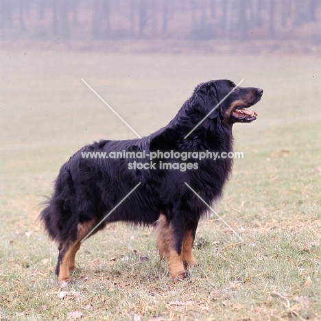 ger ch asko vom brunnenhof, black and tan hovawart standing in a field