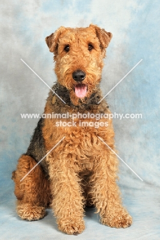 Airedale terrier in studio