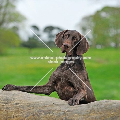 German Pointer