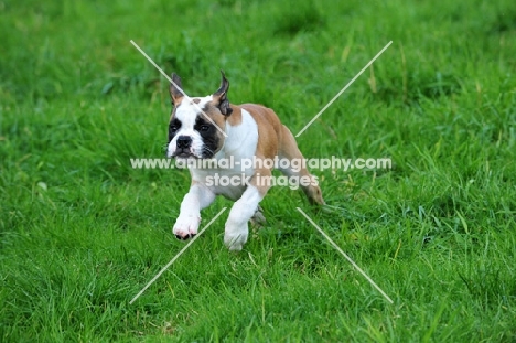 Continental Bulldog puppy running