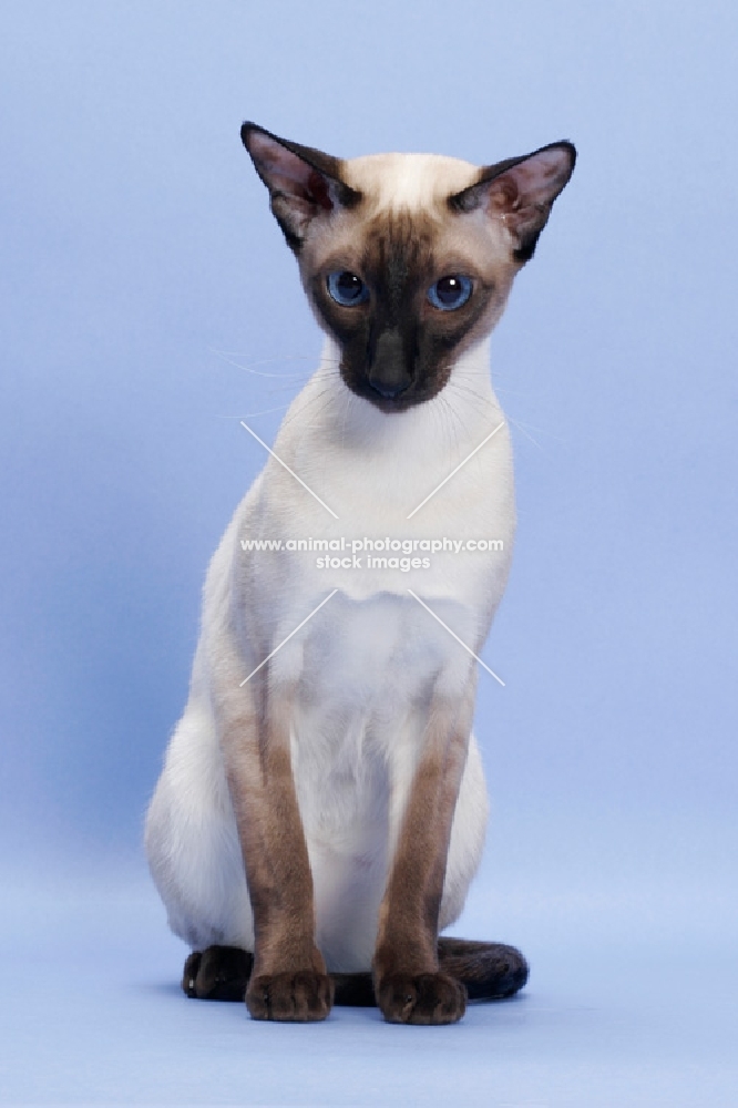 1 year old seal point Siamese