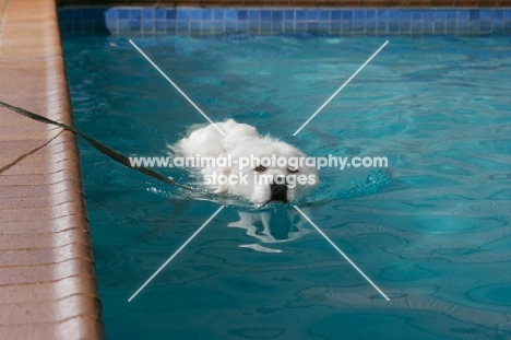 Maremma Sheepdog in pool