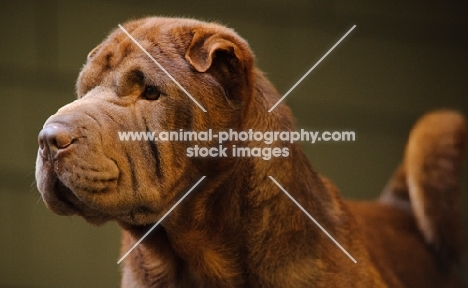 brown Shar Pei head study