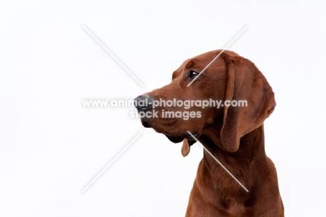 Redbone Coonhound portrait