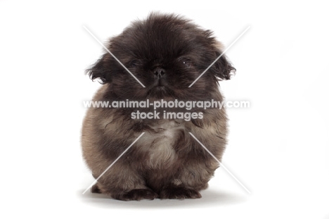 fluffy Pekingese puppy on white background