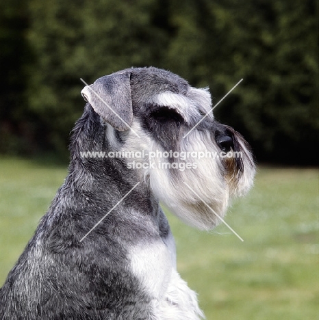 miniature schnauzer, portrait