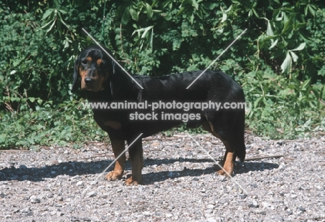 Alpine Dachsbracke, side view