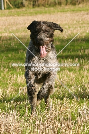 German Wirehaired Pointer