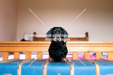 Cute Dachshund on trunk in bedroom