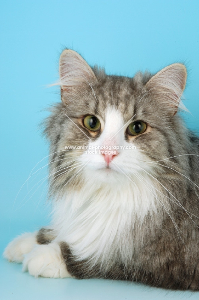 blue silver tabby and white norwegian forest cat