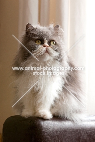 Persian cat portrait on arm of sofa with cream curtain backdrop
