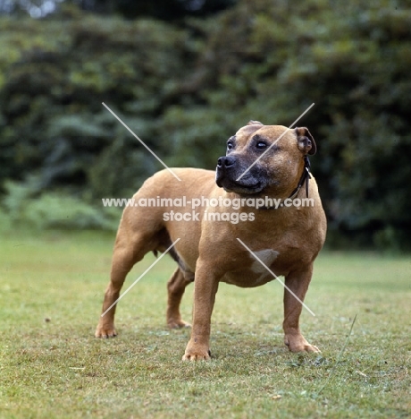  ch weycombe benny, staffordshire bull terrier on a lawn