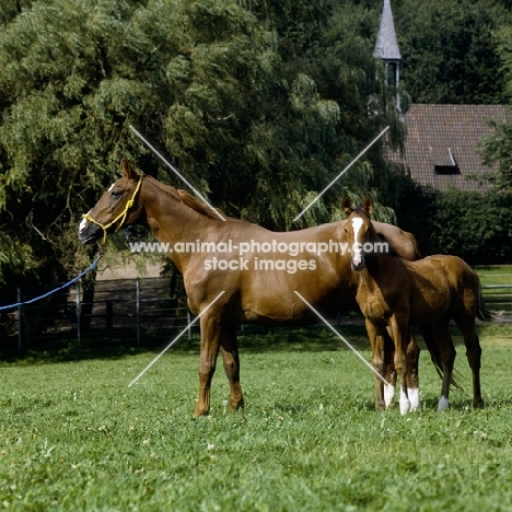 historia, trakehner mare and foal at gestüt webelsgrund