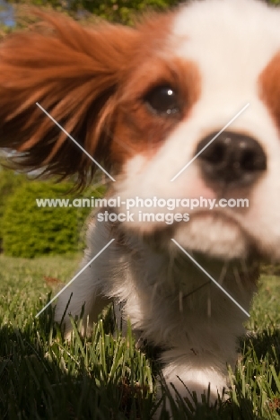 Cavalier King Charles Spaniel puppy, looking into camera