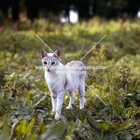 tabby point siamese cat in a field