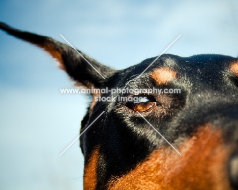 Doberman eye