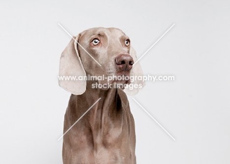 Weimaraner in studio.