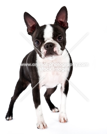 Boston Terrier on white background