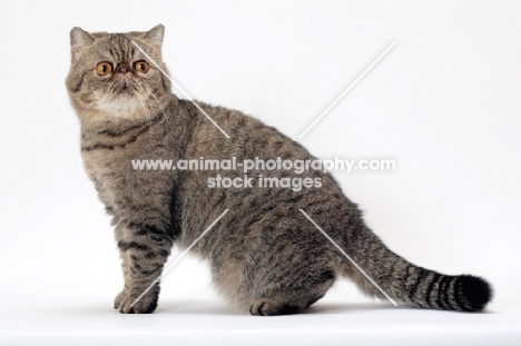 Exotic Shorthair, Brown Mackerel Tabby colour, sitting