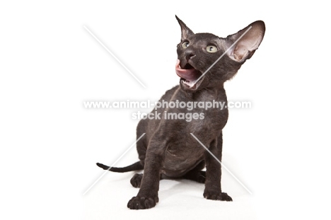 black Peterbald kitten licking lips