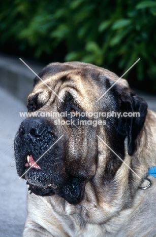 mastiff head portrait