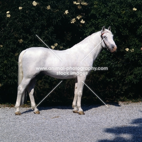 Lipizzaner stallion, Siglavy Gaeta 1, at lipica