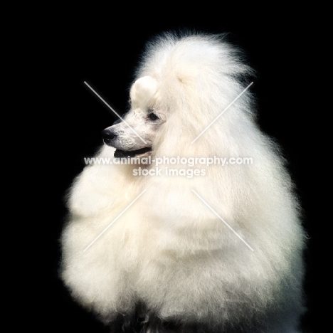 miniature poodle in show trim