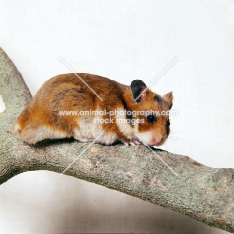 golden hamster climbing on branch