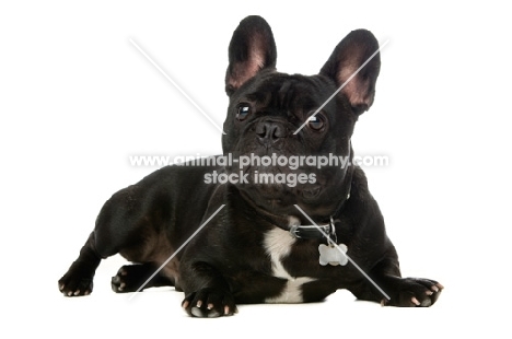 young French Bulldog lying down