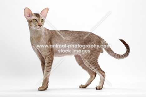 Oriental Shorthair full body, Chocolate Silver Ticked Tabby, standing
