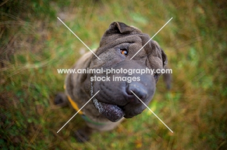 blue shar pei sitting on grass