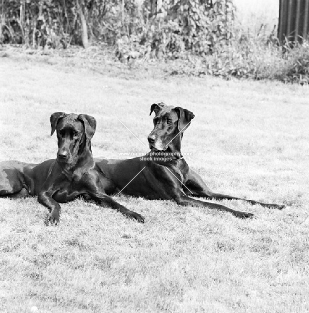 two great danes