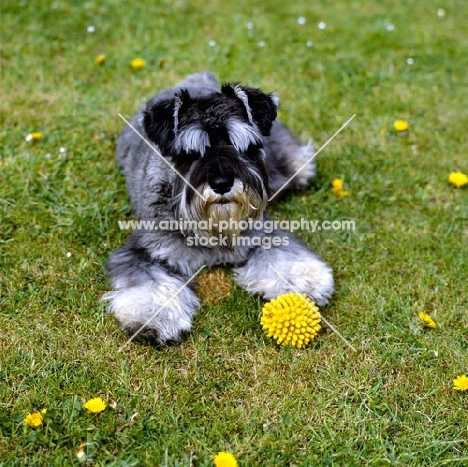 miniature schnauzer with toy