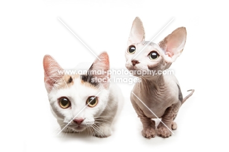 hairless and shorthaired Bambino cat on white background
