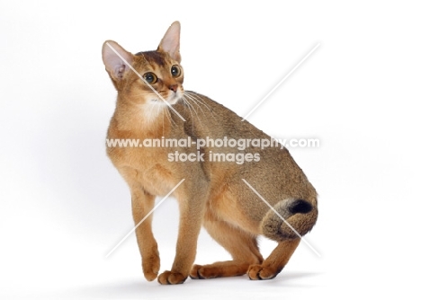 ruddy abyssinian turning