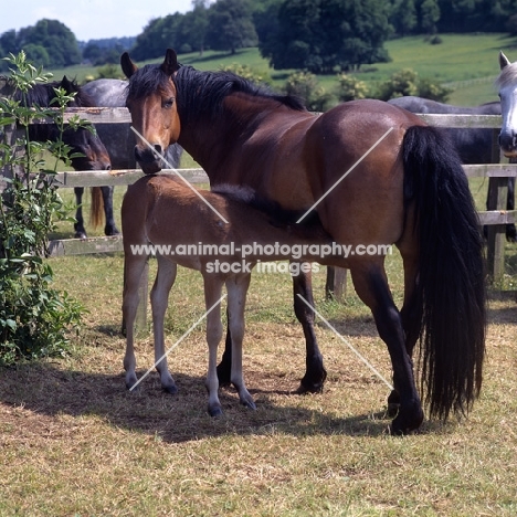 Connemara mare with foal suckling