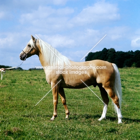 palomino stallion in uk