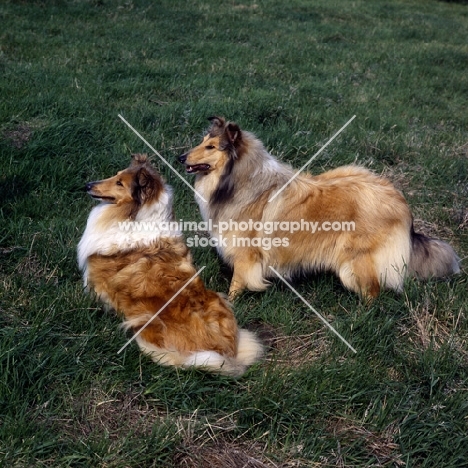 two rough collies standing and sitting on grass